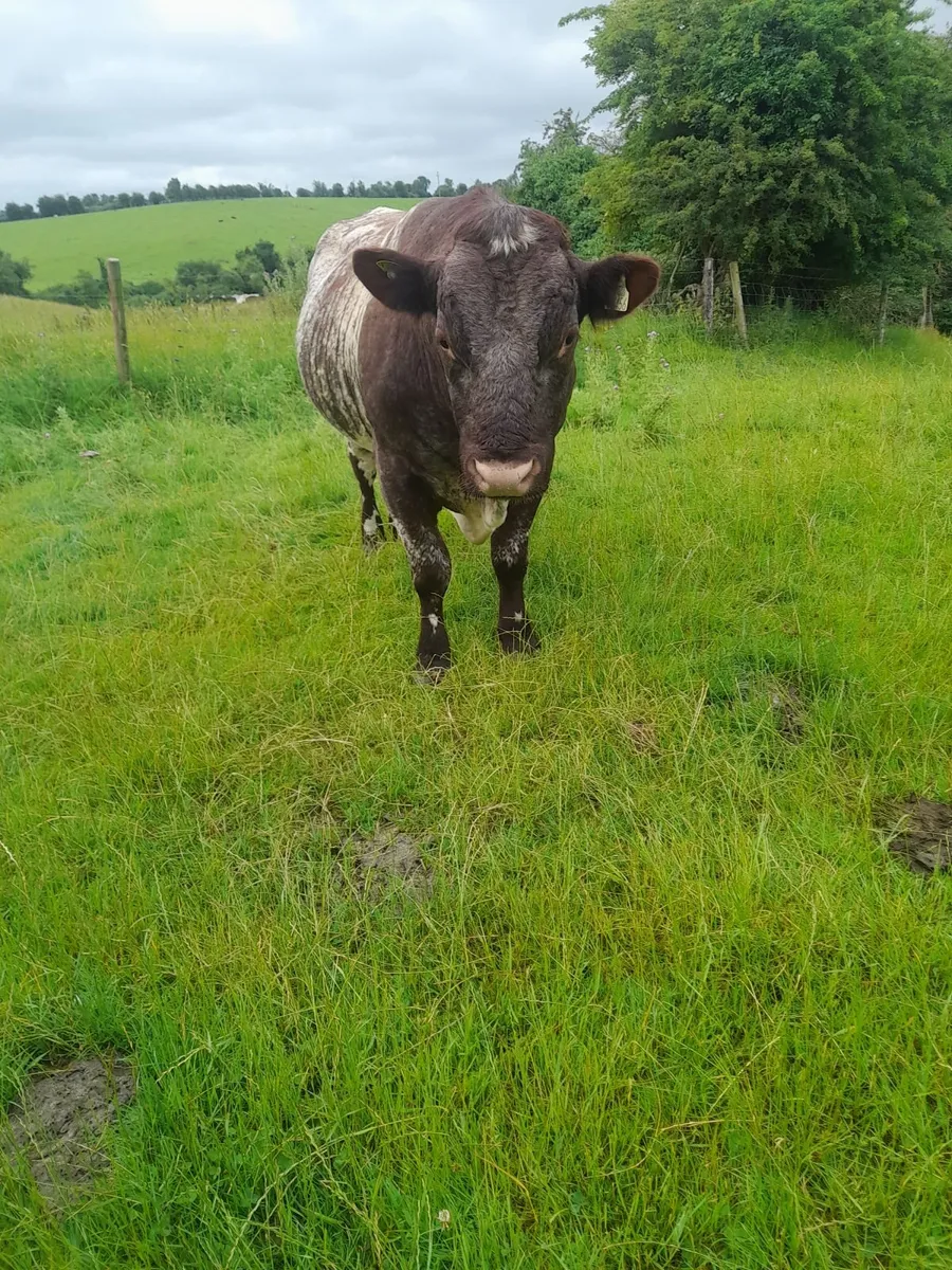 Shorthorn Bull - Image 2