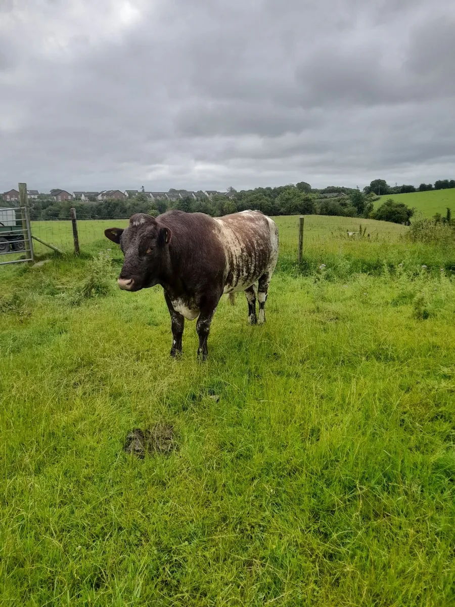 Shorthorn Bull - Image 1