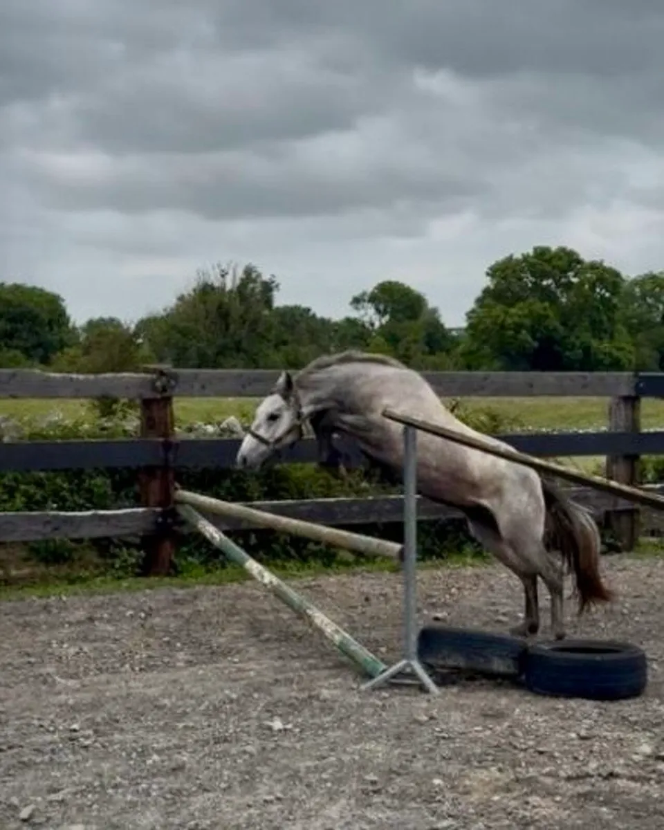 Pure Bred Connemara Gelding - Image 1