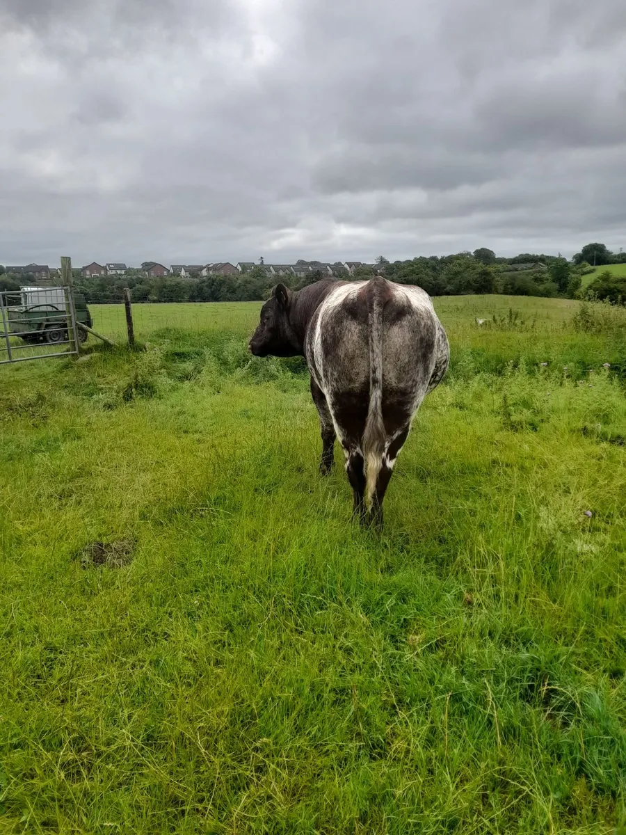 Shorthorn Bull - Image 4