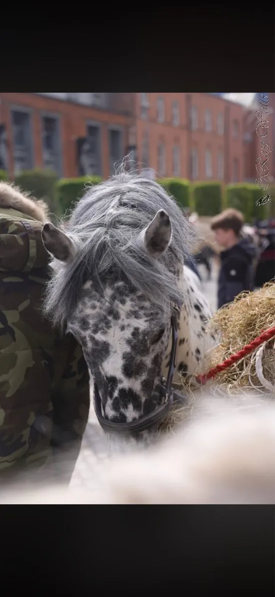 Amazing Appaloosa stallion - Image 3