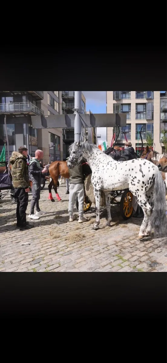 Amazing Appaloosa stallion - Image 4