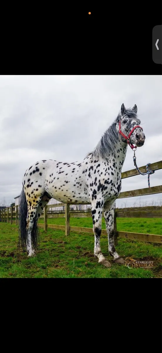 Amazing Appaloosa stallion - Image 1