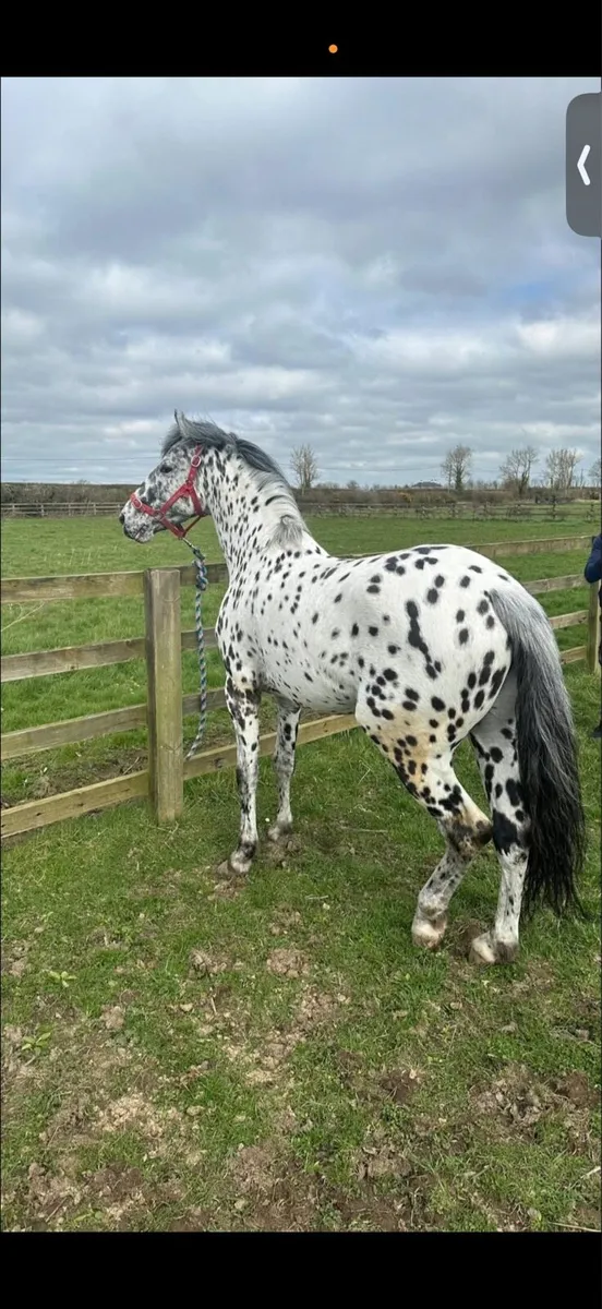 Amazing Appaloosa stallion - Image 2