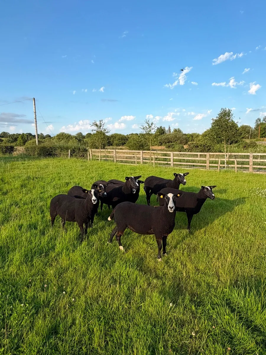 Zwartble PBNR ewe hoggets - Image 1