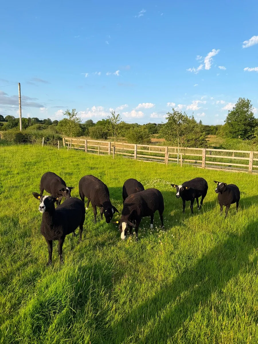 Zwartble PBNR ewe hoggets - Image 2