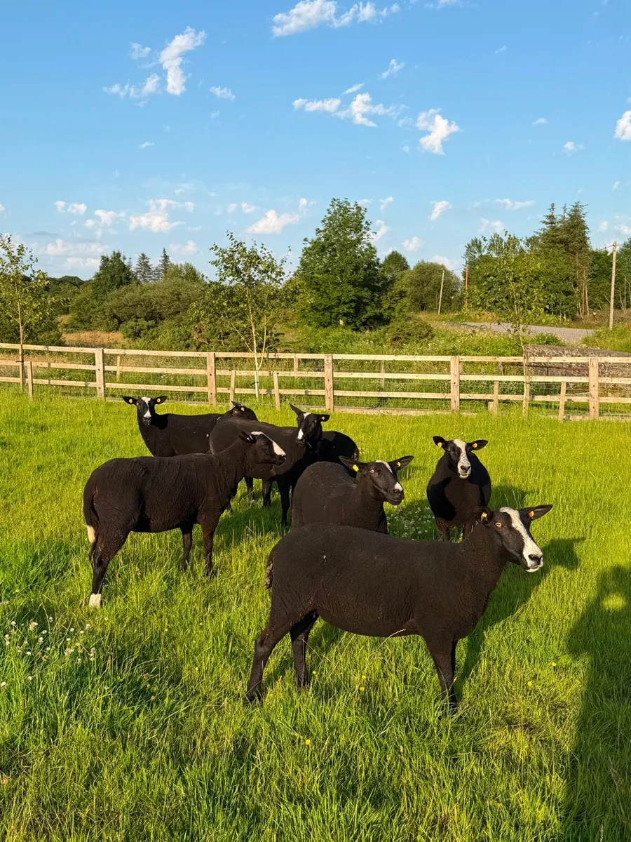 Zwartble PBNR ewe hoggets - Image 3