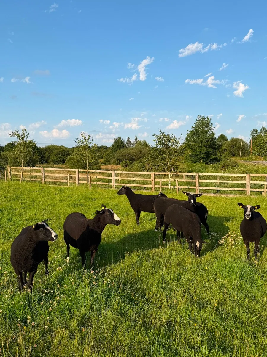 Zwartble PBNR ewe hoggets - Image 4
