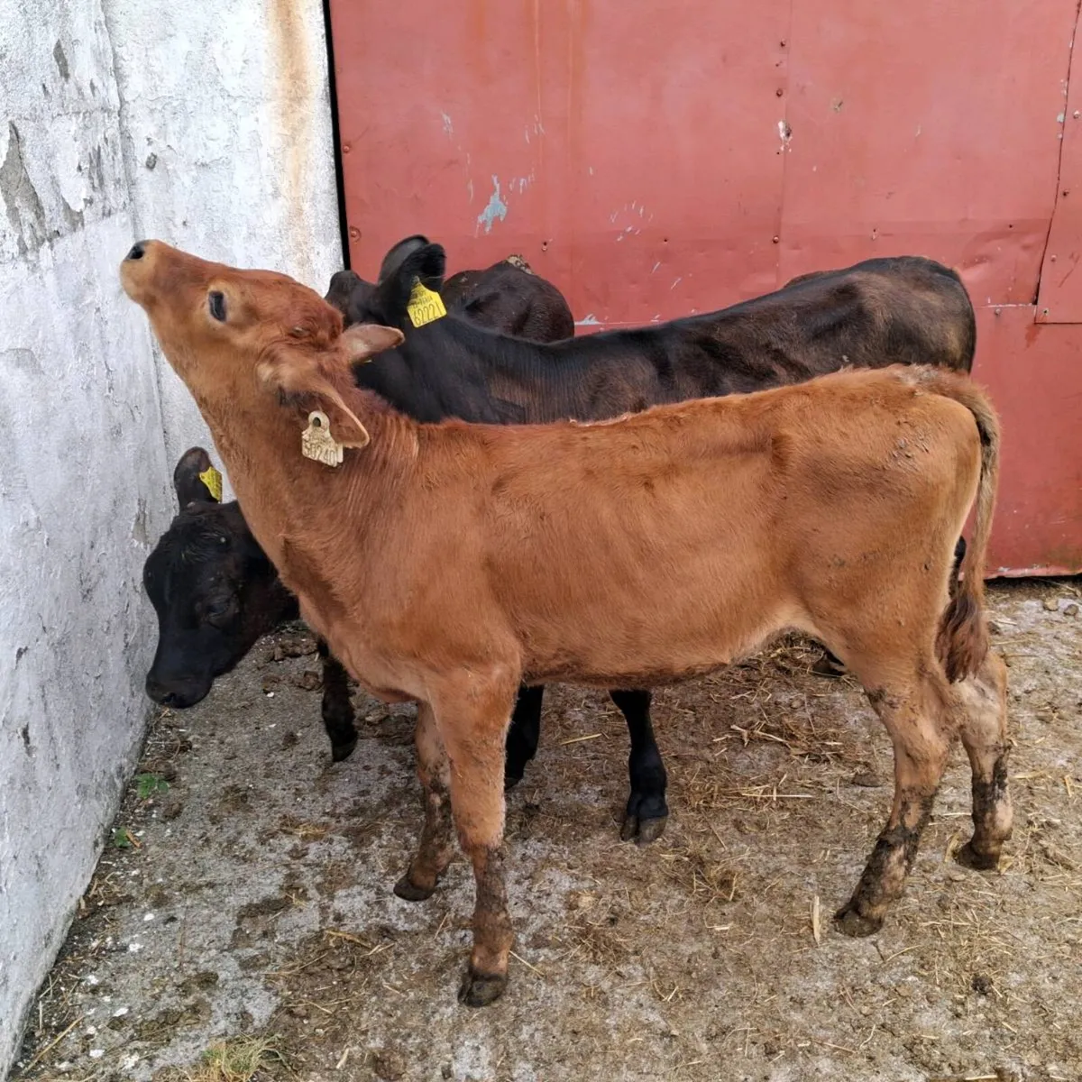 3 reared heifer calves - Image 1