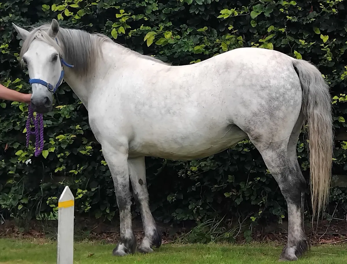 Lovely connemara mare