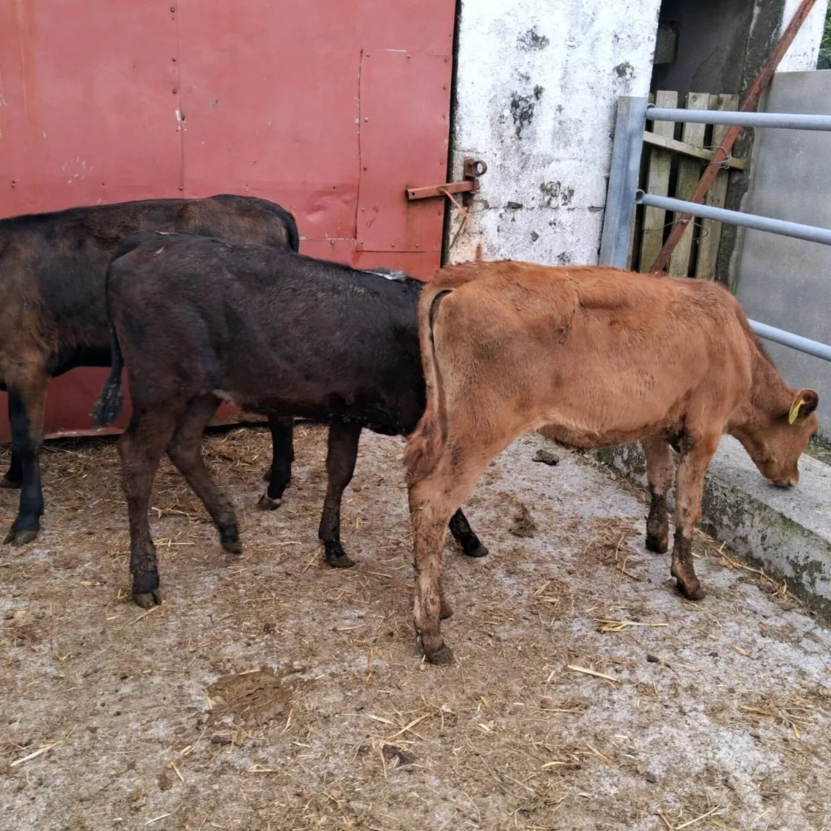 3 reared heifer calves - Image 3
