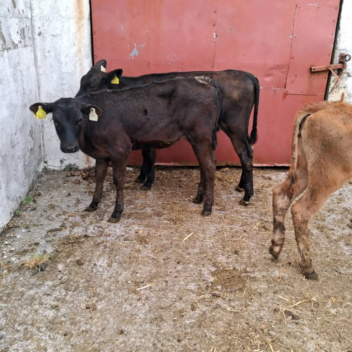 3 reared heifer calves - Image 4