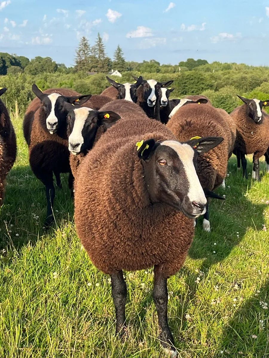 Pure Bred Registered Zwartble Ewe Lambs - Image 1