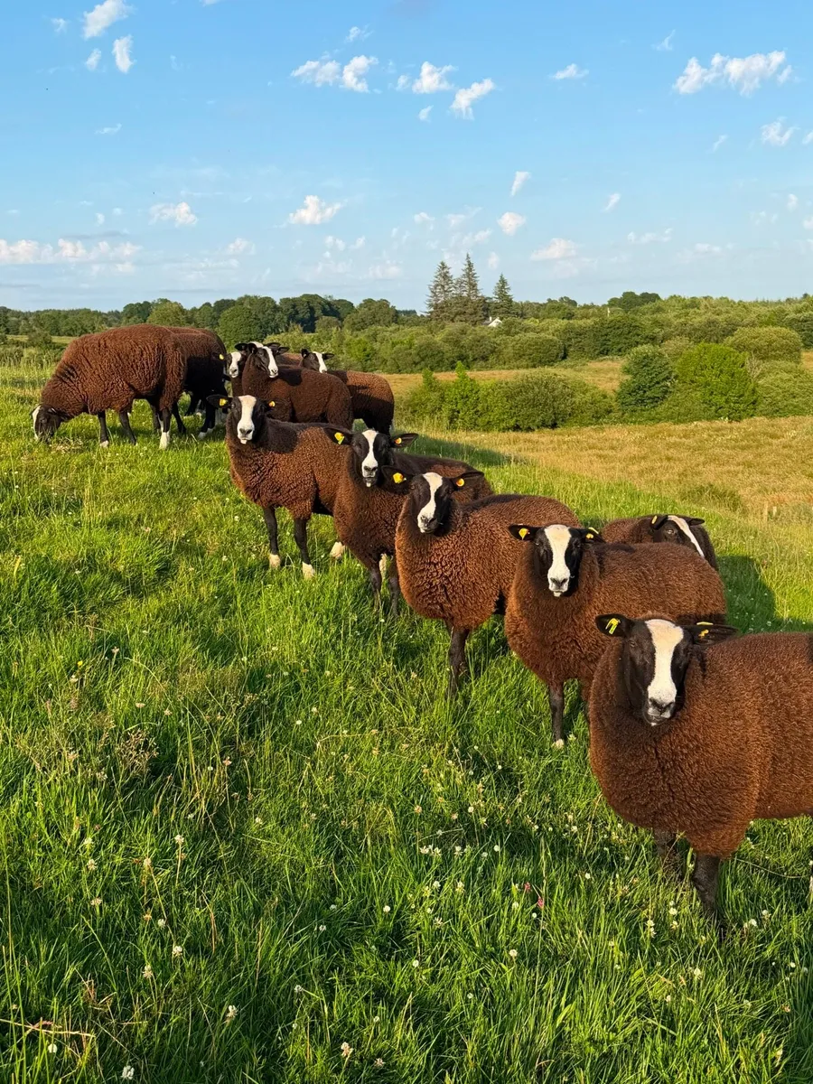 Pure Bred Registered Zwartble Ewe Lambs - Image 3