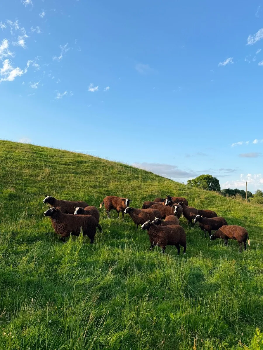 Pure Bred Registered Zwartble Ewe Lambs - Image 4