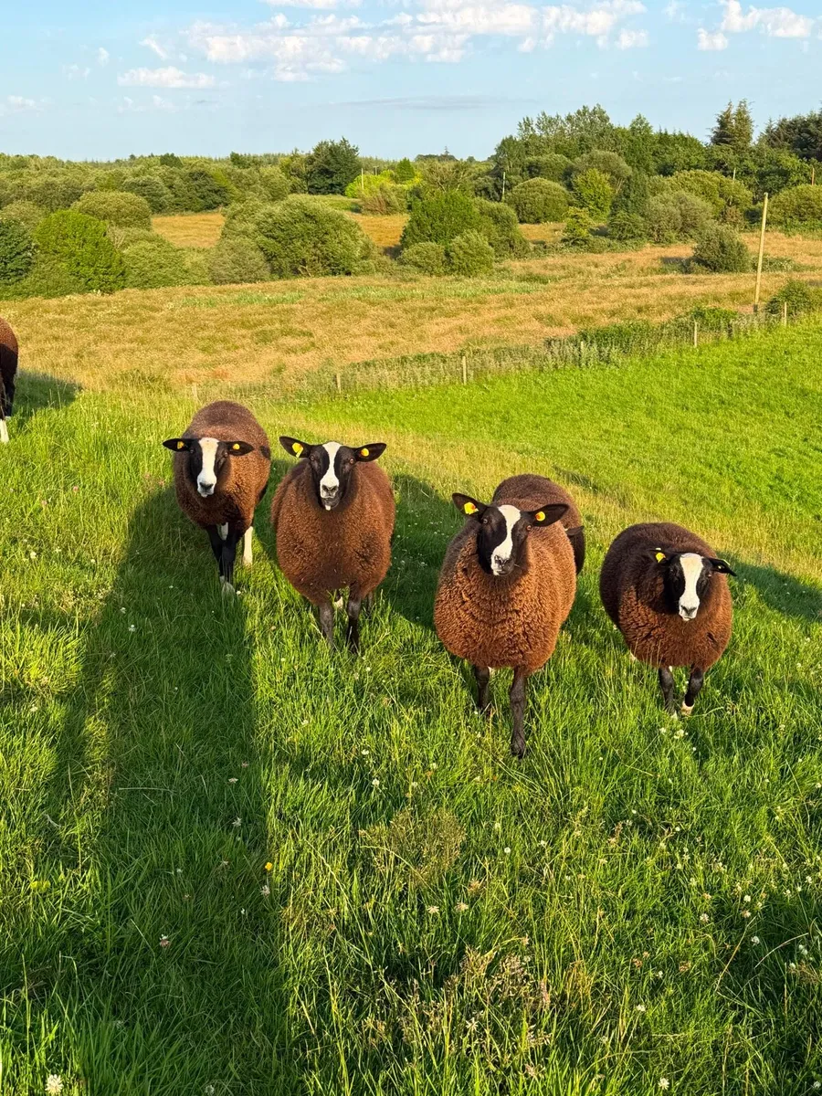 Pure Bred Registered Zwartble Ewe Lambs - Image 2