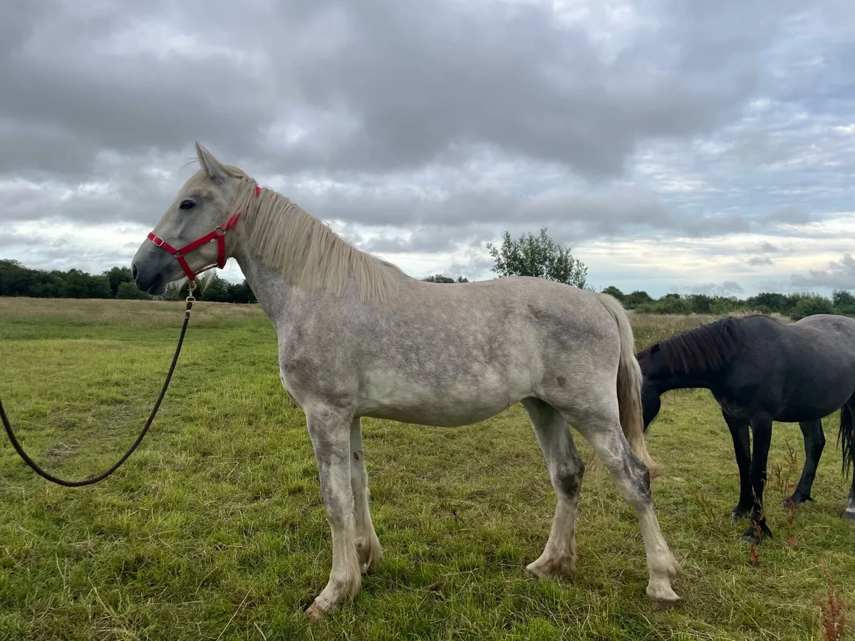 ⭐️RID x COB filly ⭐️ - Image 2