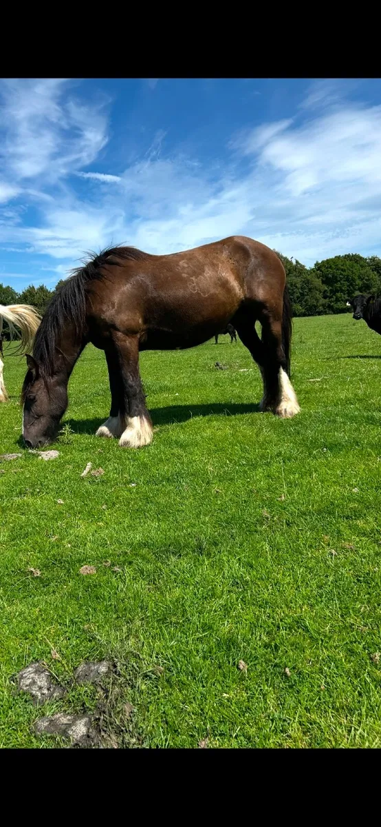 Cob mare - Image 4