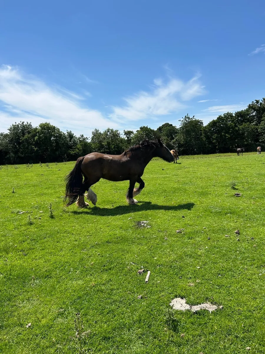 Cob mare - Image 2