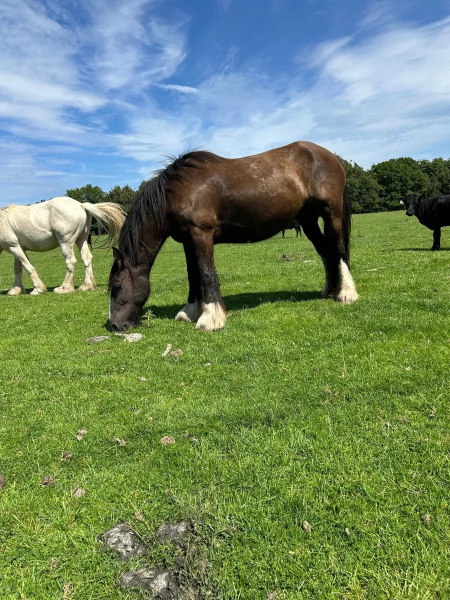 Cob mare - Image 1