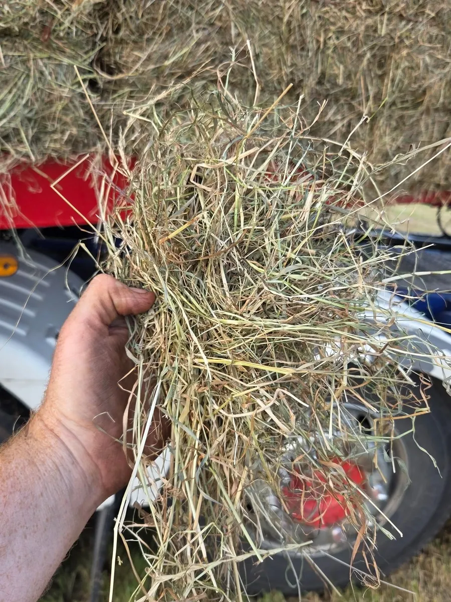 Hay and Straw - Image 3
