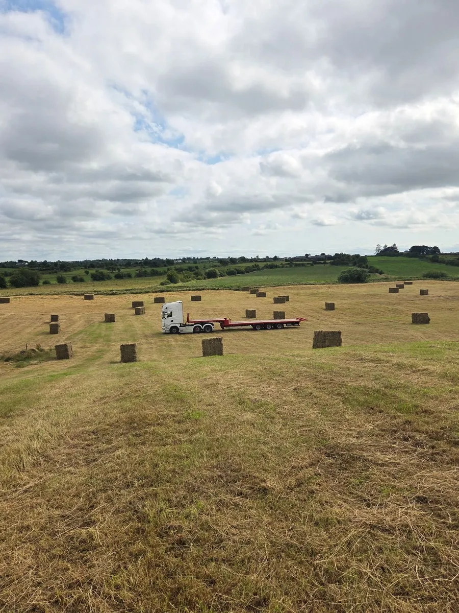 Hay and Straw - Image 4
