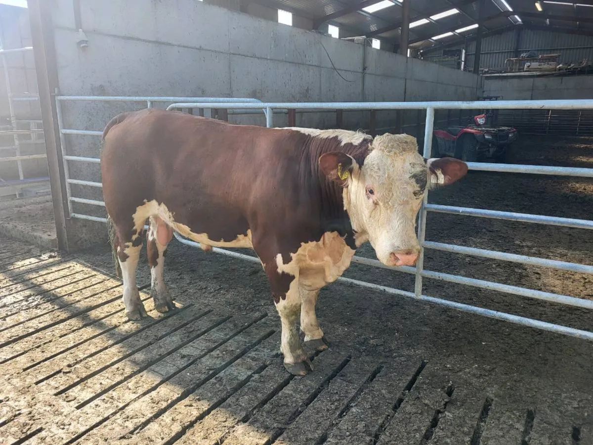 Hereford bull