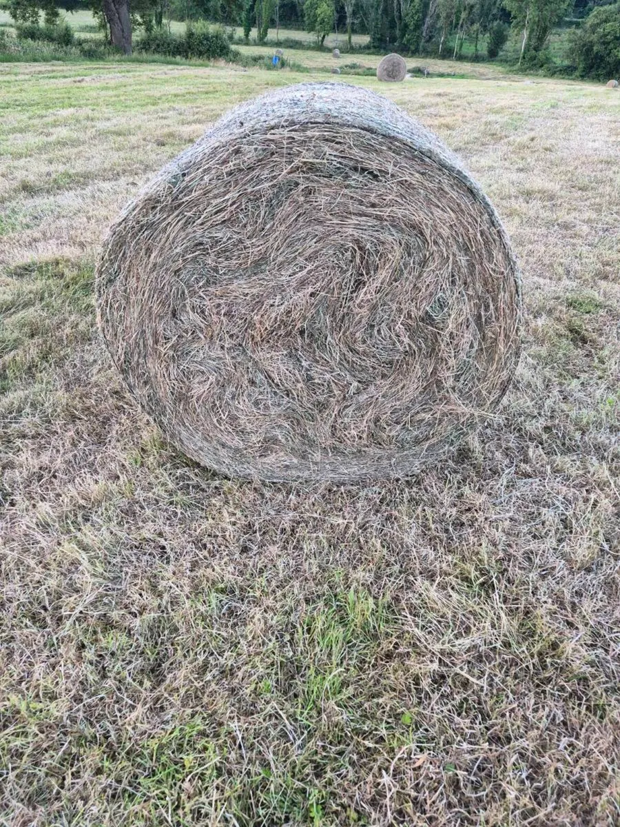 Hay for sale - Image 1