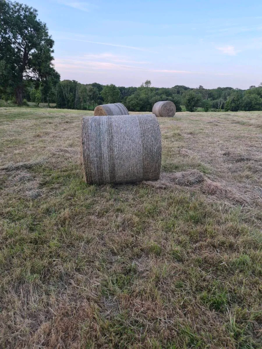 Hay for sale - Image 2