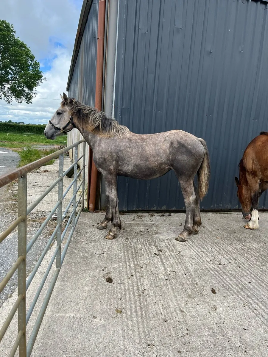 Yearlings - Image 4