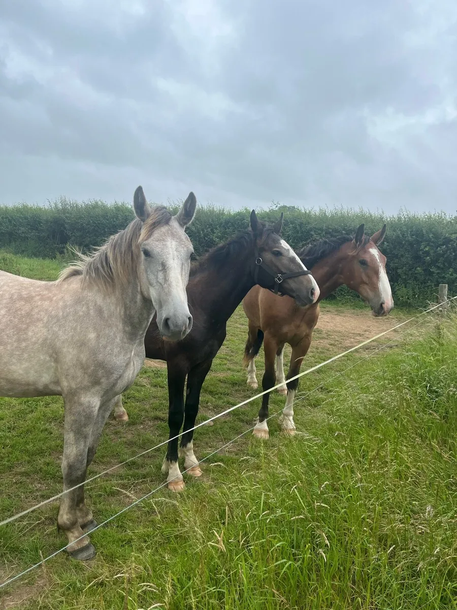 Yearlings - Image 1