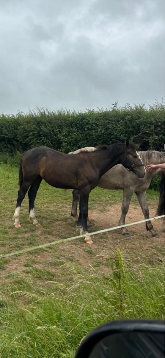 Yearlings - Image 2