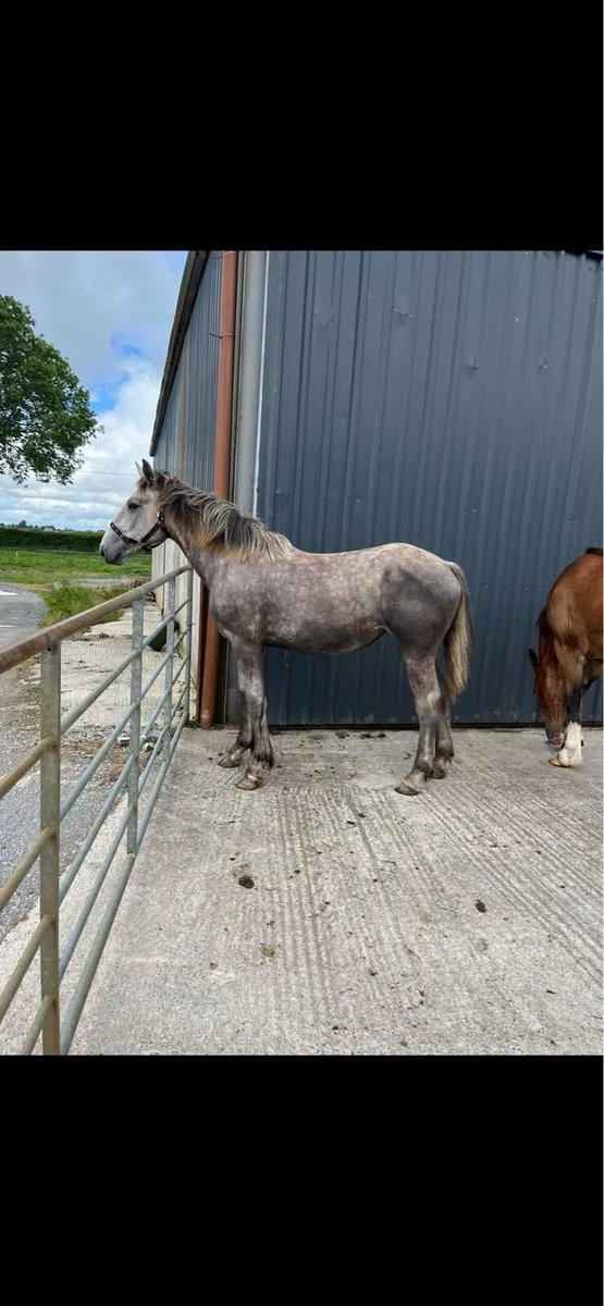 Yearlings - Image 3