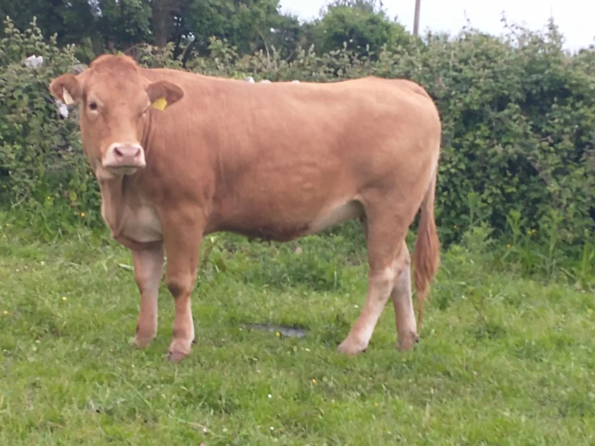 Limousine Breeding Heifer - Image 4
