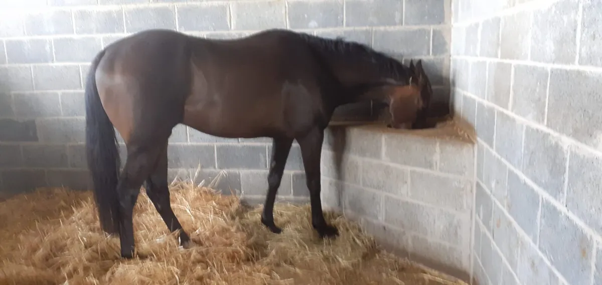 Horse - Image 2
