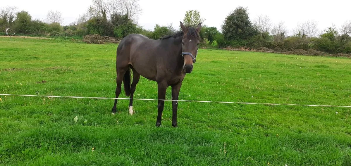Horse - Image 1