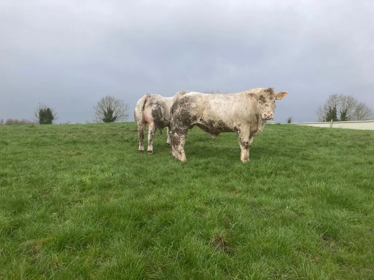 Pedigree Charolais Bull - Image 3