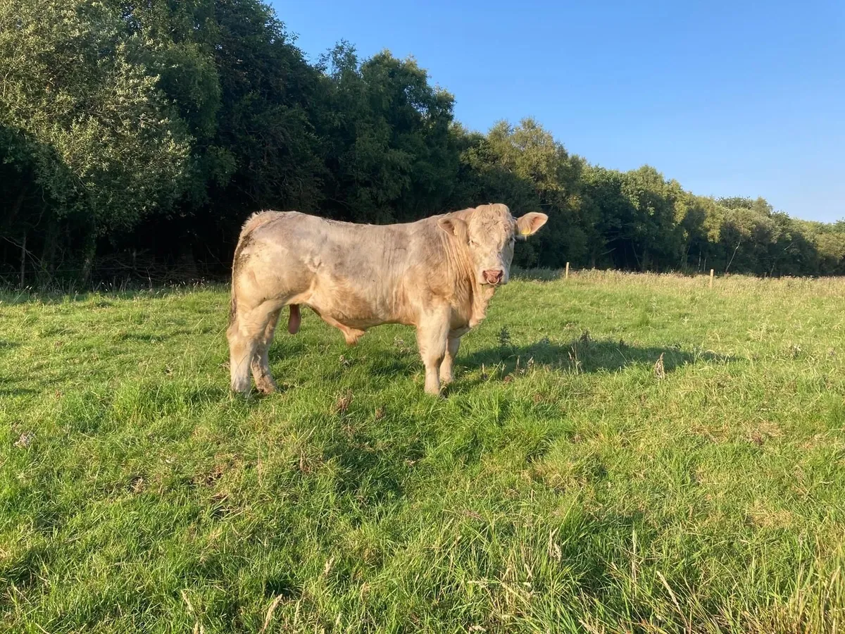 Pedigree Charolais Bull - Image 1