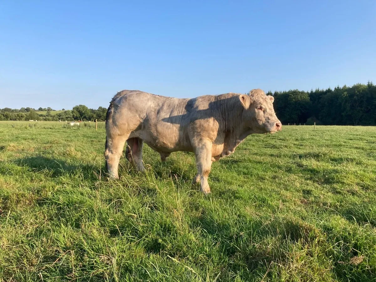 Pedigree Charolais Bull - Image 4