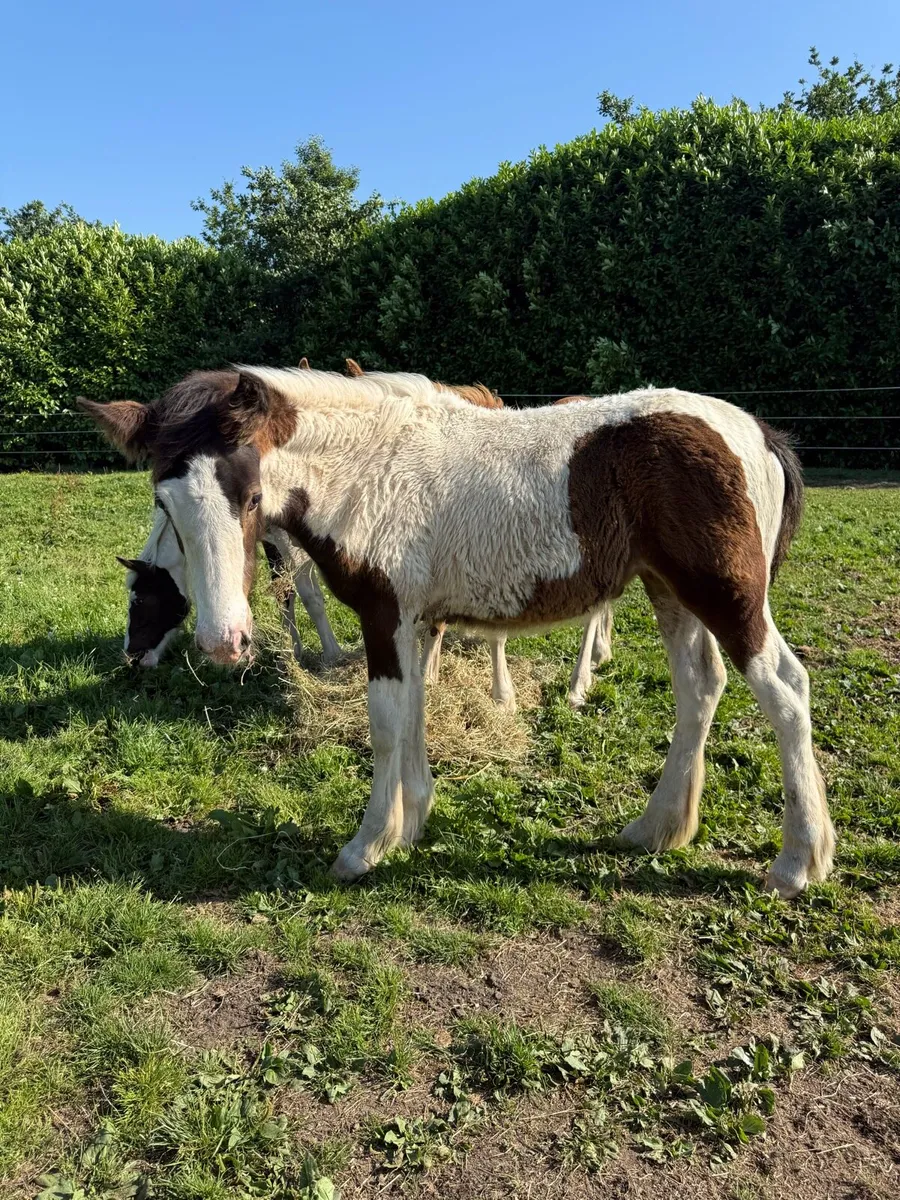 2 weanling filly foals - Image 2