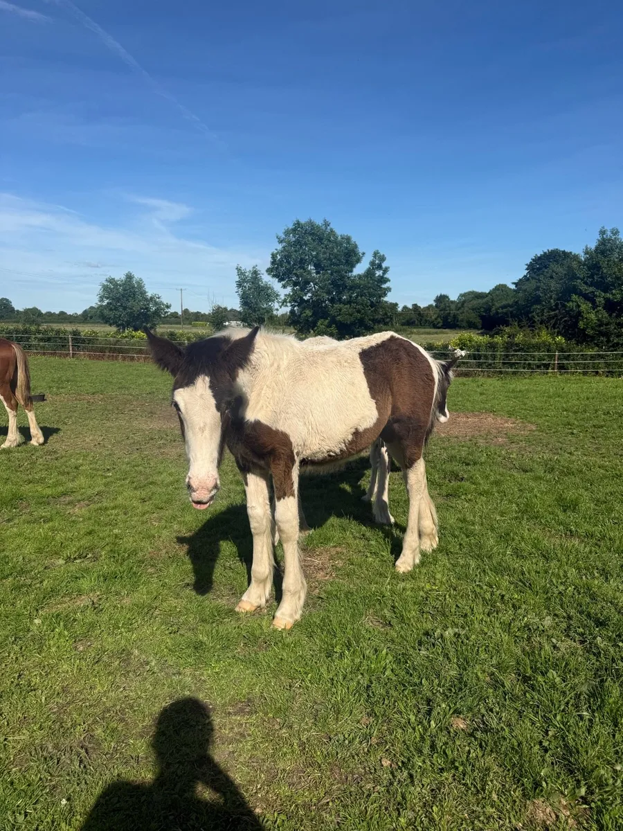 2 weanling filly foals - Image 3