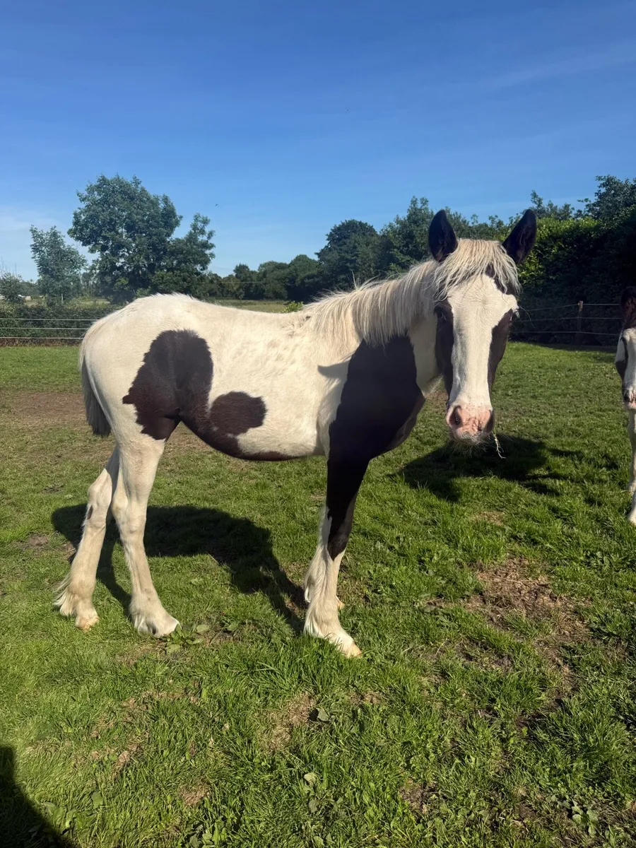 2 weanling filly foals - Image 4