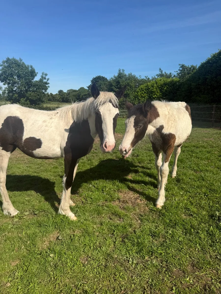 2 weanling filly foals - Image 1