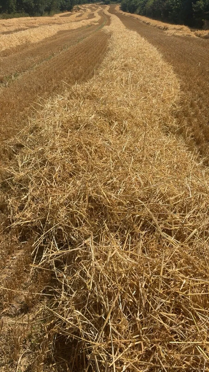 Barley straw wheaten straw - Image 1