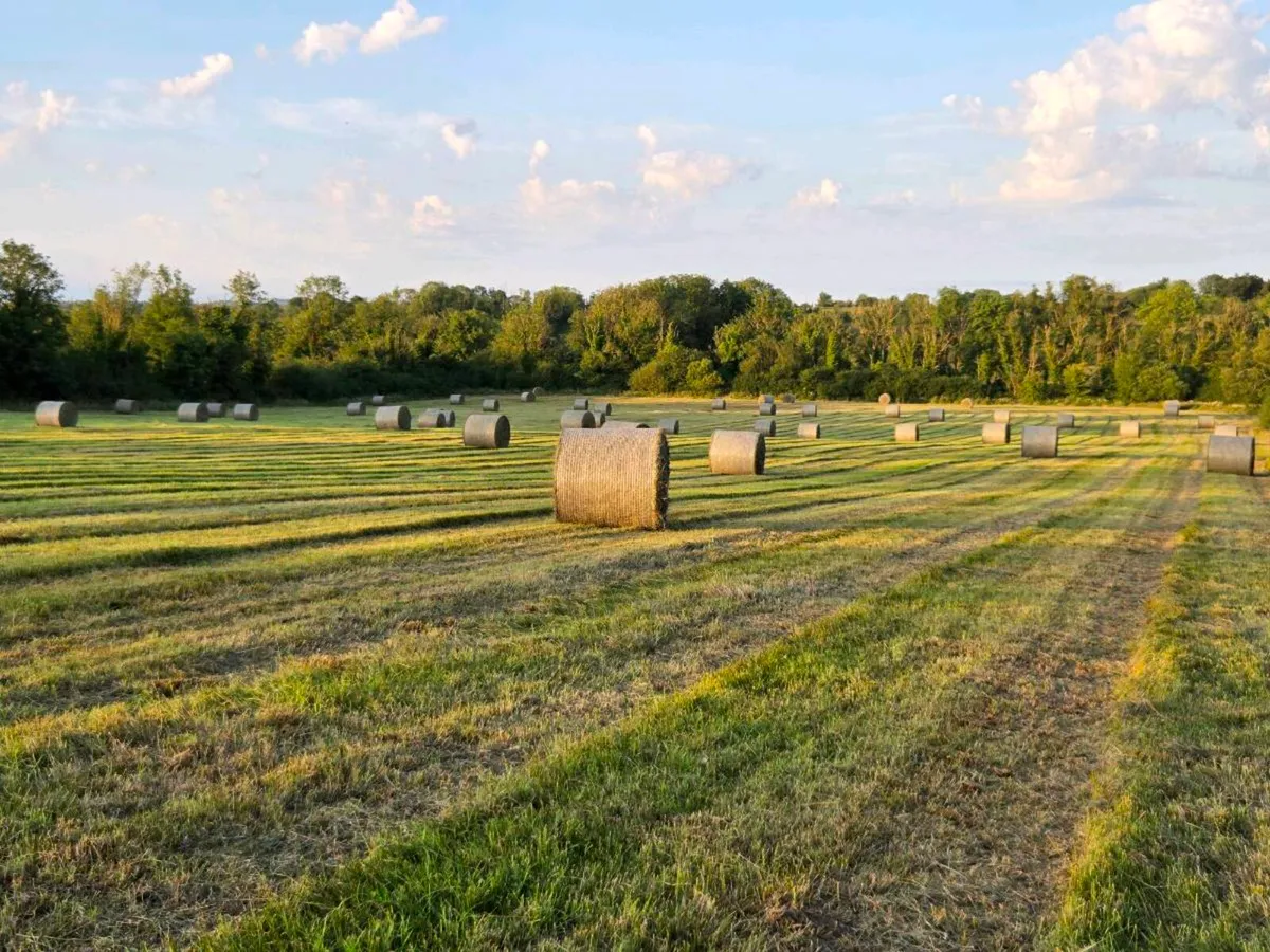 Hay for Sale - Image 1