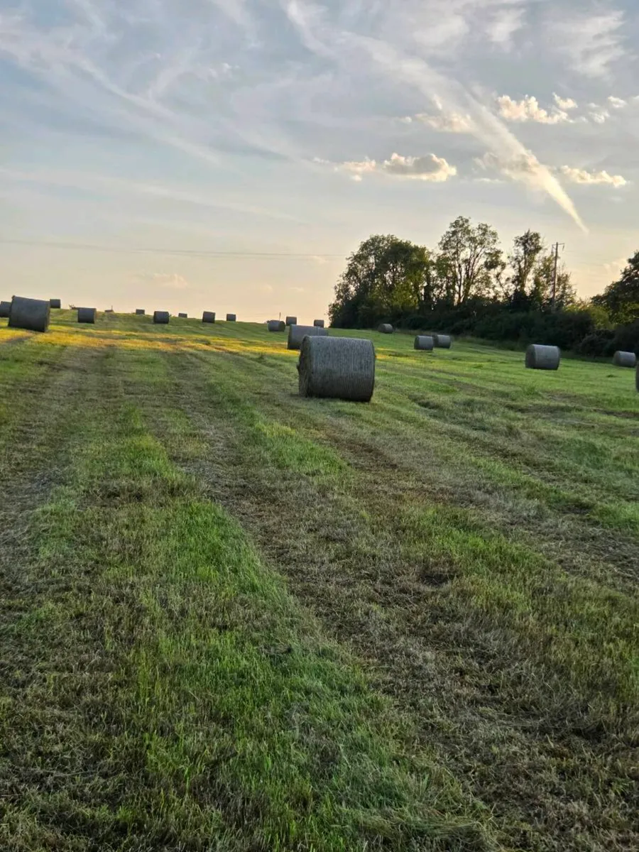Hay for Sale - Image 2