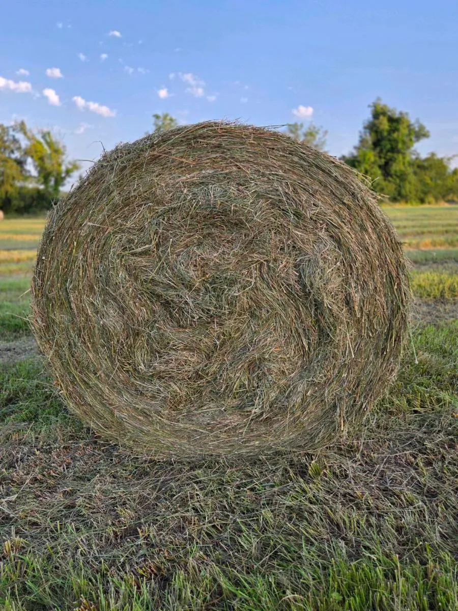 Hay for Sale - Image 3