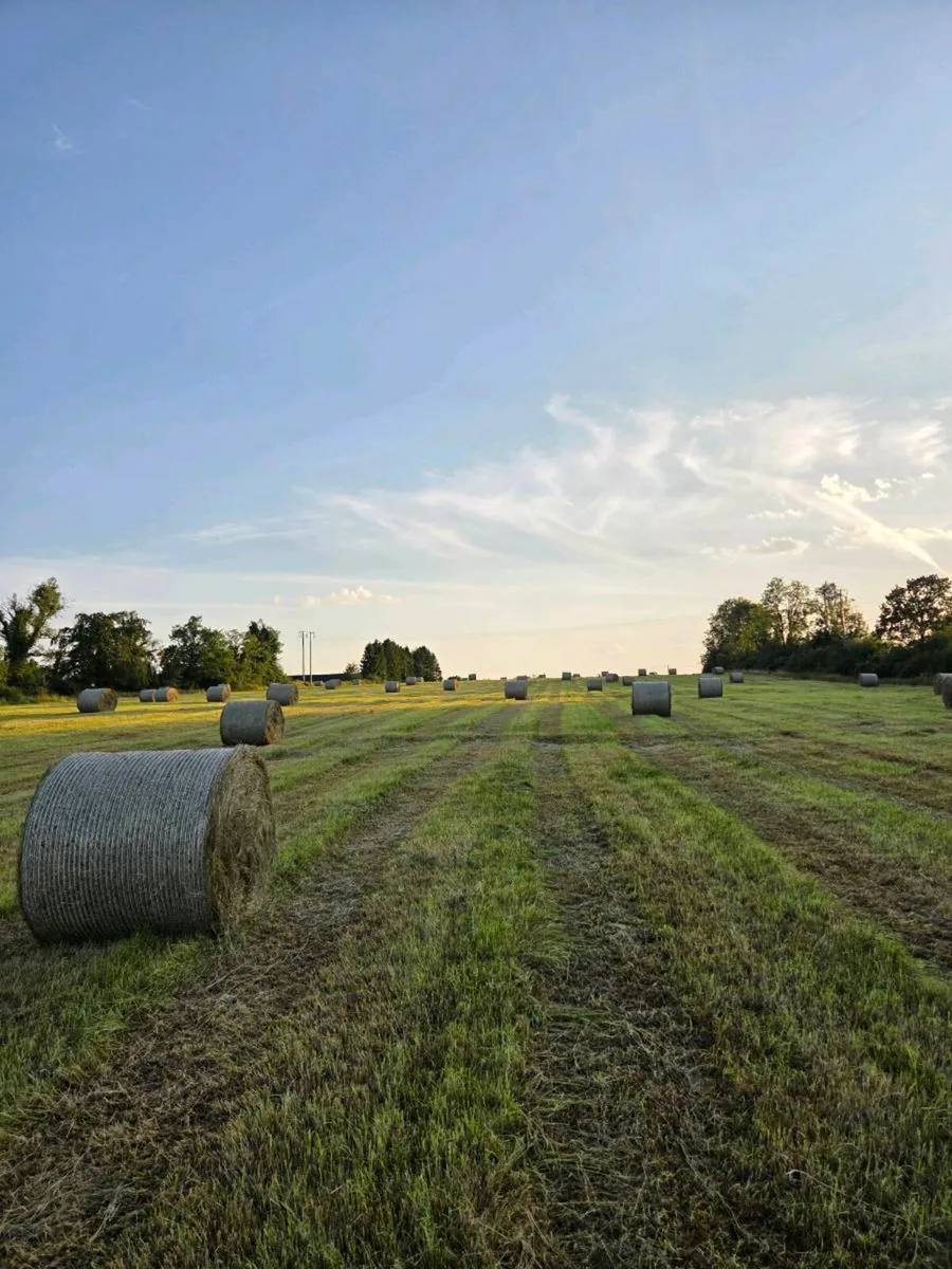 Hay for Sale - Image 4