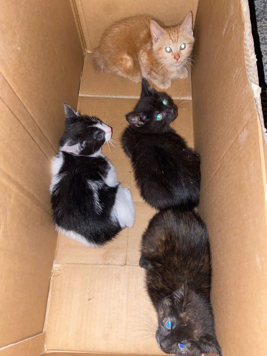 4 Kittens - Image 1