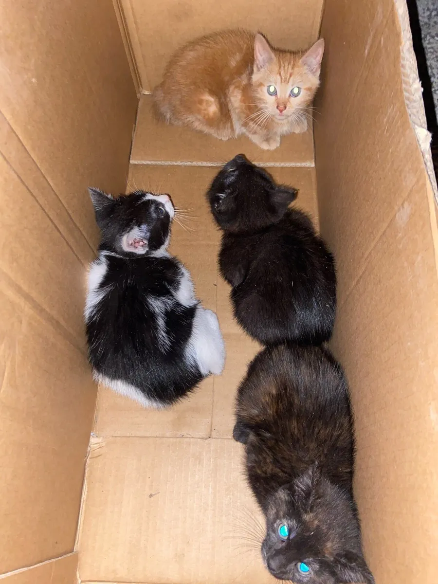 4 Kittens - Image 2